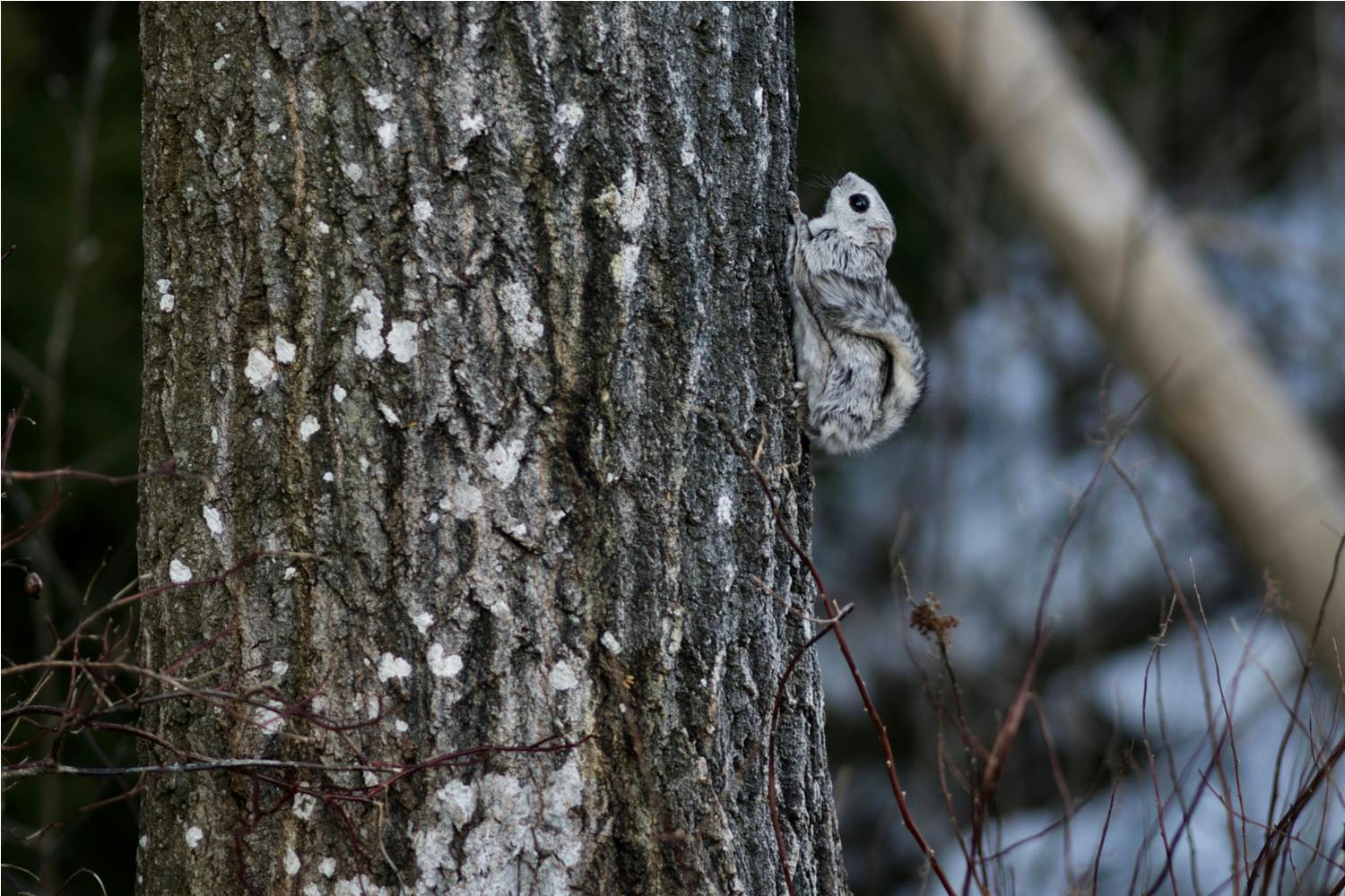 Luonto herää horroksesta Liito-orava on Nuuksion kansallispuiston tunnuseläin.